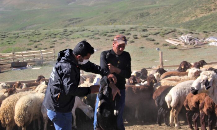 (Özel) 2 bin 300 rakımlı yaylalarda kene ile mücadele