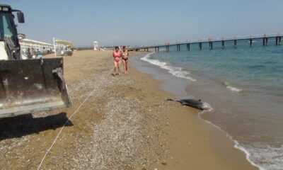 (Özel) Açıkta bulunan ölü yunus balığı sahile çıkartıldı