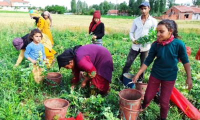 (ÖZEL) Afyonkarahisar’da bezelye hasadı başladı