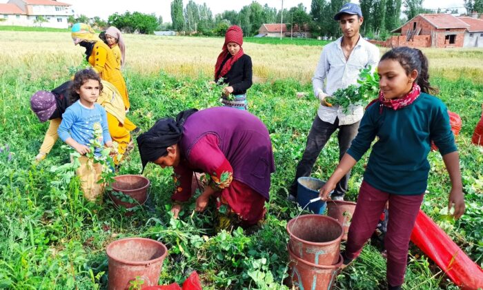 (ÖZEL) Afyonkarahisar’da bezelye hasadı başladı