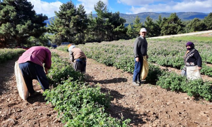 (Özel) Afyonkarahisar’da yağlık gül hasadı başladı