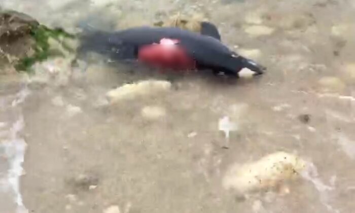 (Özel) Arnavutköy’de ölü yunus kıyıya vurdu