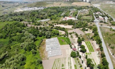 (Özel) Başakşehir’de binaların arasındaki bostan görenleri şaşırtıyor