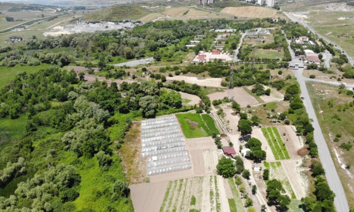 (Özel) Başakşehir’de binaların arasındaki bostan görenleri şaşırtıyor