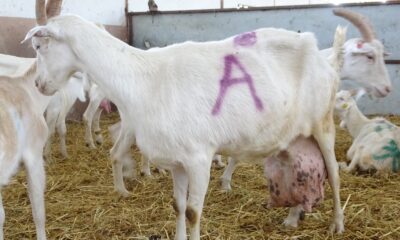 (Özel) Bir günde ağırlığının yarısı kadar süt vererek rekor kırdı
