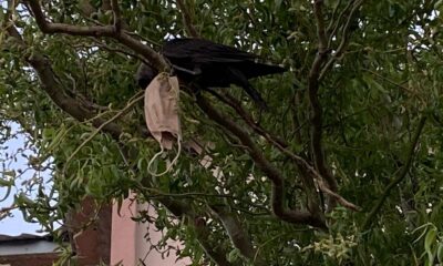 (Özel) Boynuna maske dolanan kargayı itfaiye ekipleri kurtardı