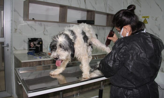 (Özel) Bu barınakta terapi de var kuaför hizmeti de