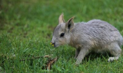 (Özel) Bursa Hayvanat Bahçesi’nde dünyaya “merhaba” dediler