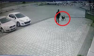 (Özel) Bursa’da pitbull dehşeti, o anlar kamerada
