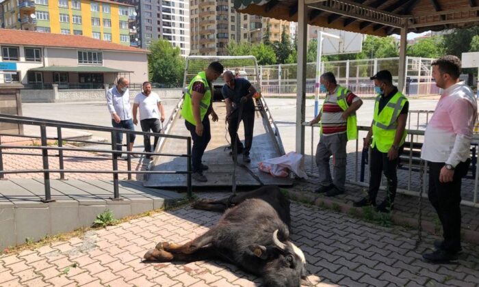 (ÖZEL) Camız firarda