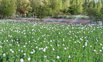 (ÖZEL) Çiçek açan haşhaşlar drone ile görüntülendi