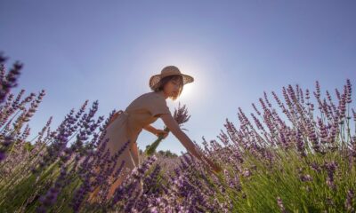 (Özel) Deterjan ve kozmetik fabrikalarının gözdesi o köy hasada hazırlanıyor