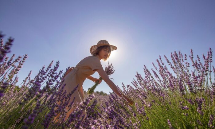 (Özel) Deterjan ve kozmetik fabrikalarının gözdesi o köy hasada hazırlanıyor