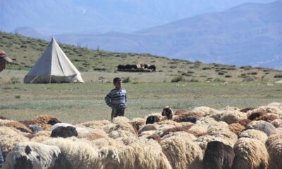 (Özel) Devlet desteğiyle koyun varlığı artıyor