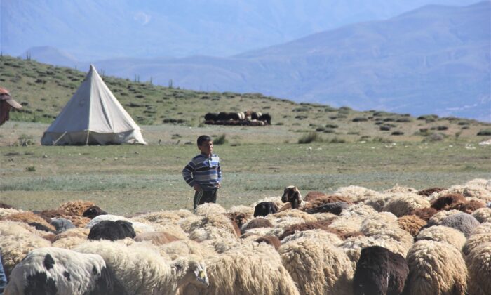 (Özel) Devlet desteğiyle koyun varlığı artıyor