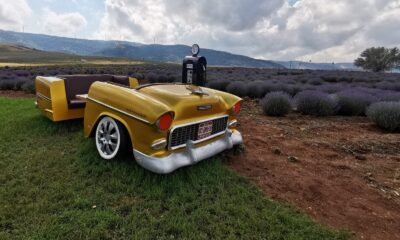 (Özel) Dinar’dan geçerken bu tarlalara muhakkak uğrayacaksınız