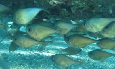 (ÖZEL) Dünyaca ünlü sahilde Kızıldeniz’den gelen üçgen balıklarının görsel şöleni