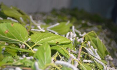 (ÖZEL) Dünyanın en sağlam ipliği