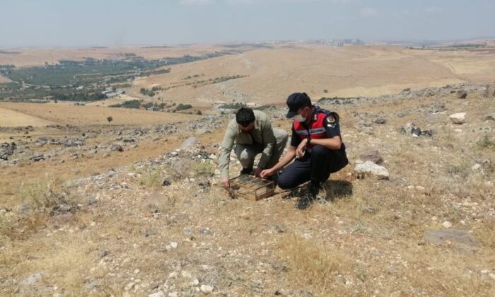 Özel düzenekle saka kuşu avlayan kaçak avcılar jandarmaya yakalandı