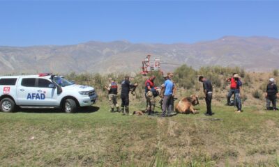 (ÖZEL) Erzincan’da, bataklığa saplanan inek kurtarıldı