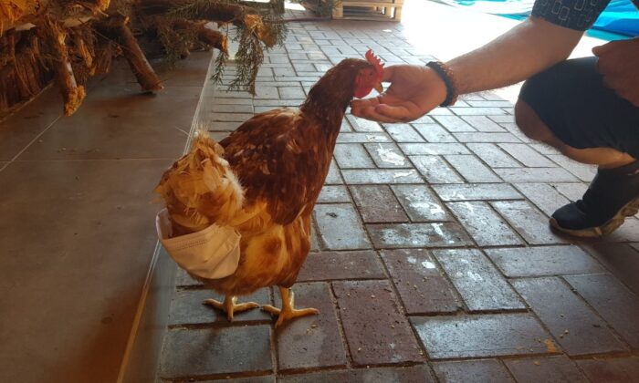 (Özel) Esnafın maskotu ‘tavuk’ sokağa pislemesin diye maskeyle bezleniyor