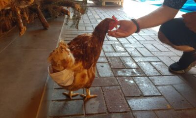 (Özel) Esnafın maskotu ‘tavuk’ sokağa pislemesin diye maskeyle bezleniyor