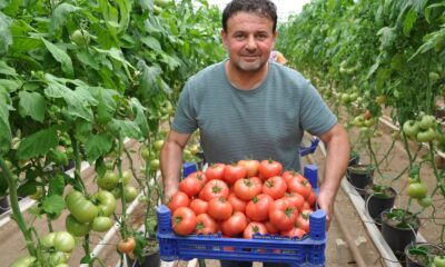 (ÖZEL) Eynal domatesine coğrafi işaret başvurusu