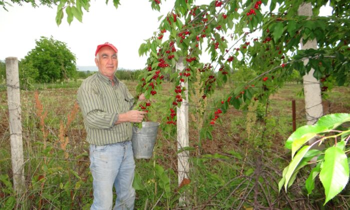 (ÖZEL) Gölpazarı kirazında kalite üreticinin yüzünü güldürdü