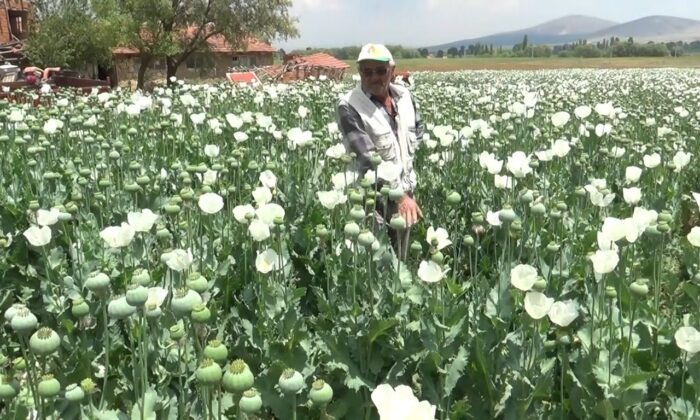 (ÖZEL) Haşhaş tarlaları beyaza büründü