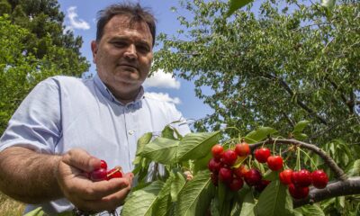 (Özel) Havran’da Kazdağları’nın eteklerinde kiraz hasadı başladı