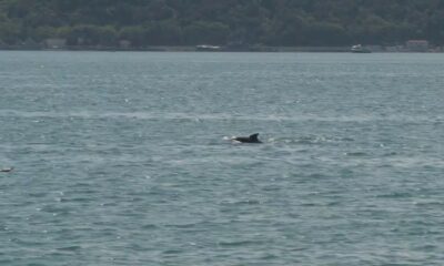 (Özel) İstanbul Boğazı’nda yunus balıklarından görsel şölen