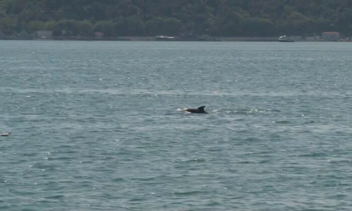 (Özel) İstanbul Boğazı’nda yunus balıklarından görsel şölen
