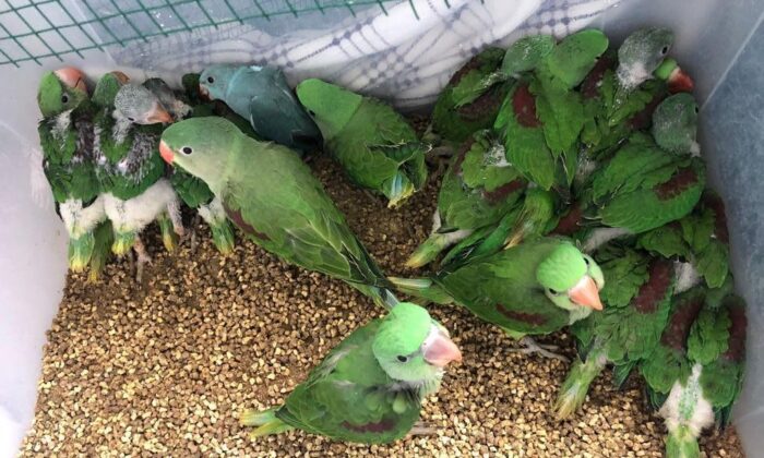 (ÖZEL) İstanbul’da kanatlı hayvan operasyonu: 38 İskender papağanı kurtarıldı