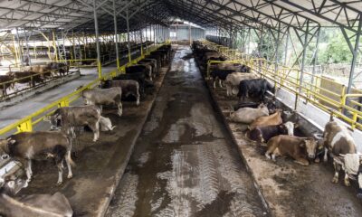 (ÖZEL) İstanbul’da kurban hareketliliği başladı