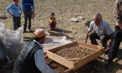 (ÖZEL) Kopartılmasının cezası 80 bin lira olan endemik kardelen bitkisinin kozmetik ve sağlık sektörü için sökümü başladı