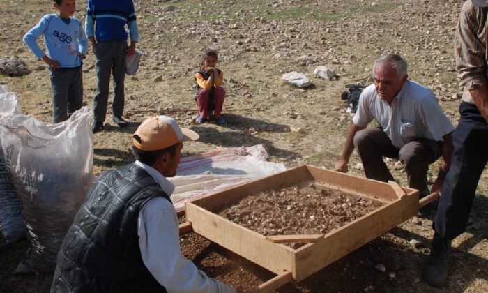 (ÖZEL) Kopartılmasının cezası 80 bin lira olan endemik kardelen bitkisinin kozmetik ve sağlık sektörü için sökümü başladı