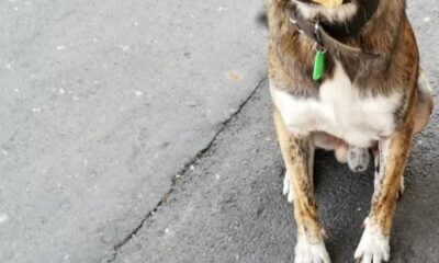 (Özel) Köpeğe çarptı umursamadan kaçtı