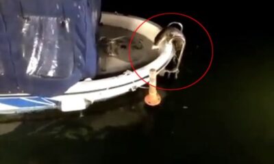 (Özel) Küçükçekmece Gölü’nde nesli tükenme tehlikesi altındaki su samurları görüldü