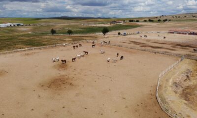 (ÖZEL) Mahmudiyeli yetiştiriciler hipodrom ve at hastanesi istiyor