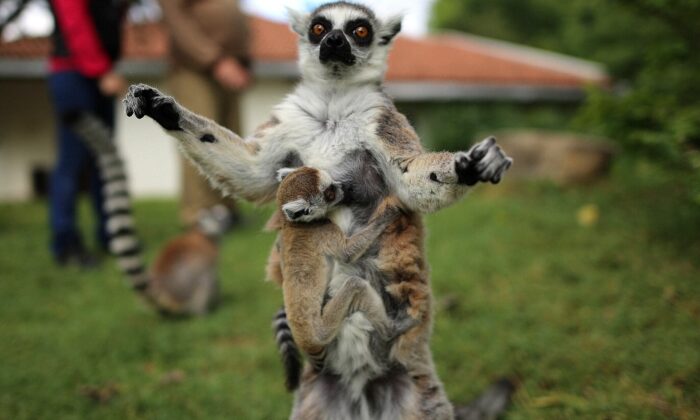 (Özel) O sevimlilerin sayısı 30’a çıktı