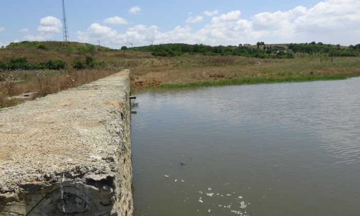 (Özel) Ömerli Barajında ölen balıklar iş makineleriyle toprağa gömülüyor