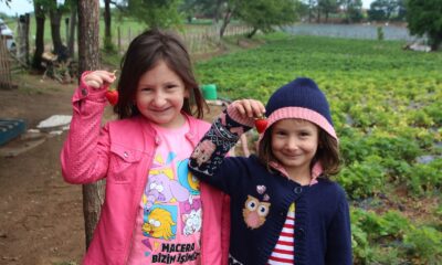 (ÖZEL) Pazarda yüksek fiyatına kızdılar şimdi 16 dönümlük çilek bahçeleri var