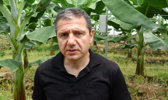 (Özel) Prof. Dr. Sert: “Muz seraları toprağı verimsizleştirip yer altı sularımızı tüketiyor”