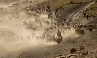 (Özel) Sürülerin kavurucu sıcakta tozlu yolculuğu devam ediyor