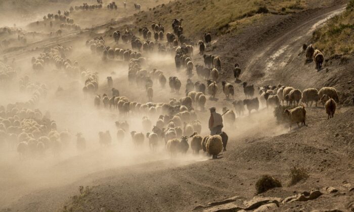 (Özel) Sürülerin kavurucu sıcakta tozlu yolculuğu devam ediyor