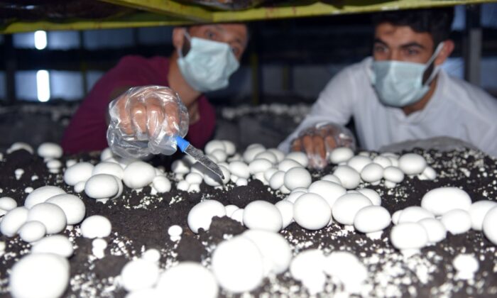 (Özel) Uğraş olarak kültür mantarı işine girdi, şimdi siparişleri yetiştiremiyor