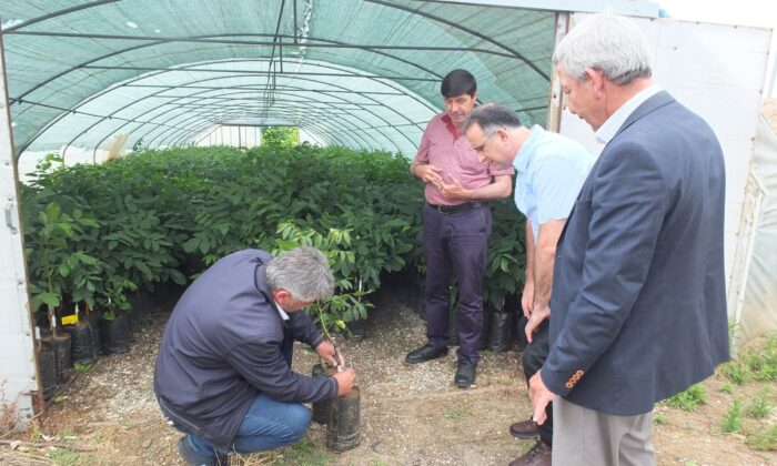 (Özel) Ülkenin ceviz fidanı ihtiyacının yüzde 95’ini karşılıyorlar