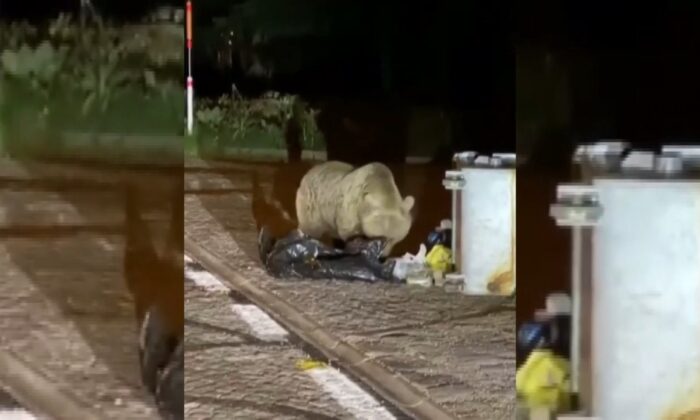 (ÖZEL) Uludağ’da aç kalan ayı yerleşim yerine indi