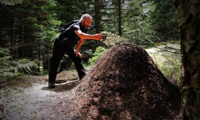 (Özel) Uludağ’da dev karınca yuvaları görenleri hayretler içinde bırakıyor
