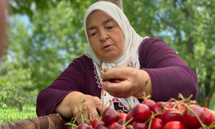 (ÖZEL) Ünlü Sultandağı kirazını bu yıl zamansız yağmurları vurdu